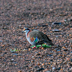 Phaps elegans