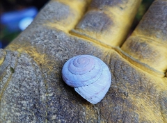 Oreohelix