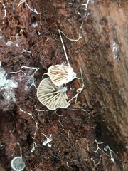 Clitopilus