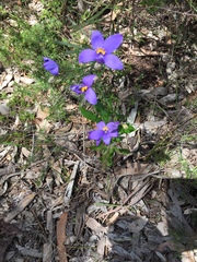 Cheiranthera alternifolia