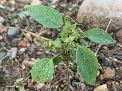 Acalypha neomexicana