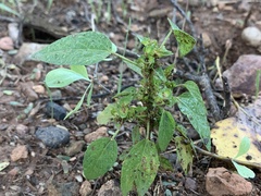 Acalypha neomexicana