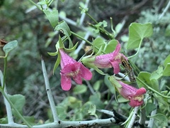 Maurandya antirrhiniflora