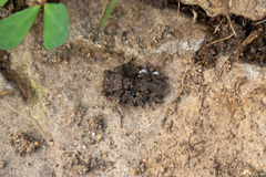 Gelastocoris oculatus