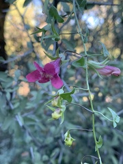 Maurandya antirrhiniflora