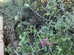 Maurandya antirrhiniflora
