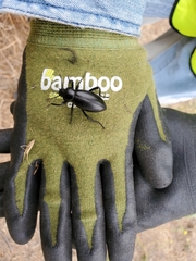 Eleodes grandicollis