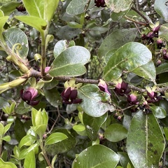 Pittosporum colensoi