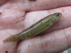 Etheostoma