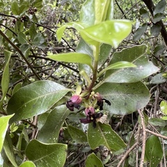 Pittosporum colensoi