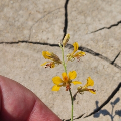 Hoffmannseggia glauca