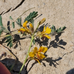 Hoffmannseggia glauca