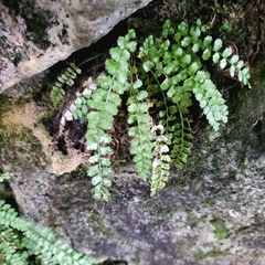Asplenium viride