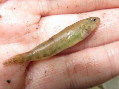 Etheostoma