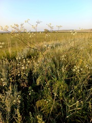 Sphallerocarpus gracilis