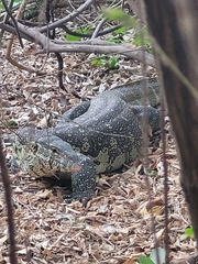 Varanus niloticus