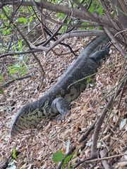 Varanus niloticus
