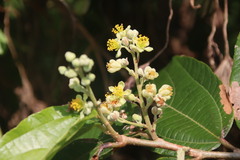 Microcos paniculata