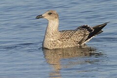 Larus fuscus graellsii