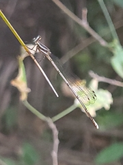 Odonata