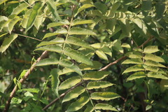 Rhus chinensis