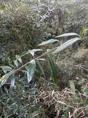 Strophanthus speciosus