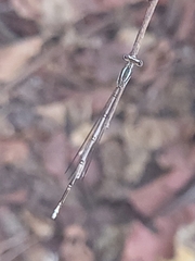 Odonata