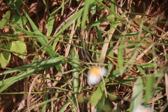 Eutropis longicaudata