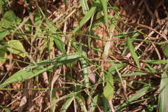 Eutropis longicaudata