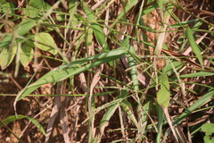 Eutropis longicaudata