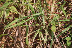 Eutropis longicaudata