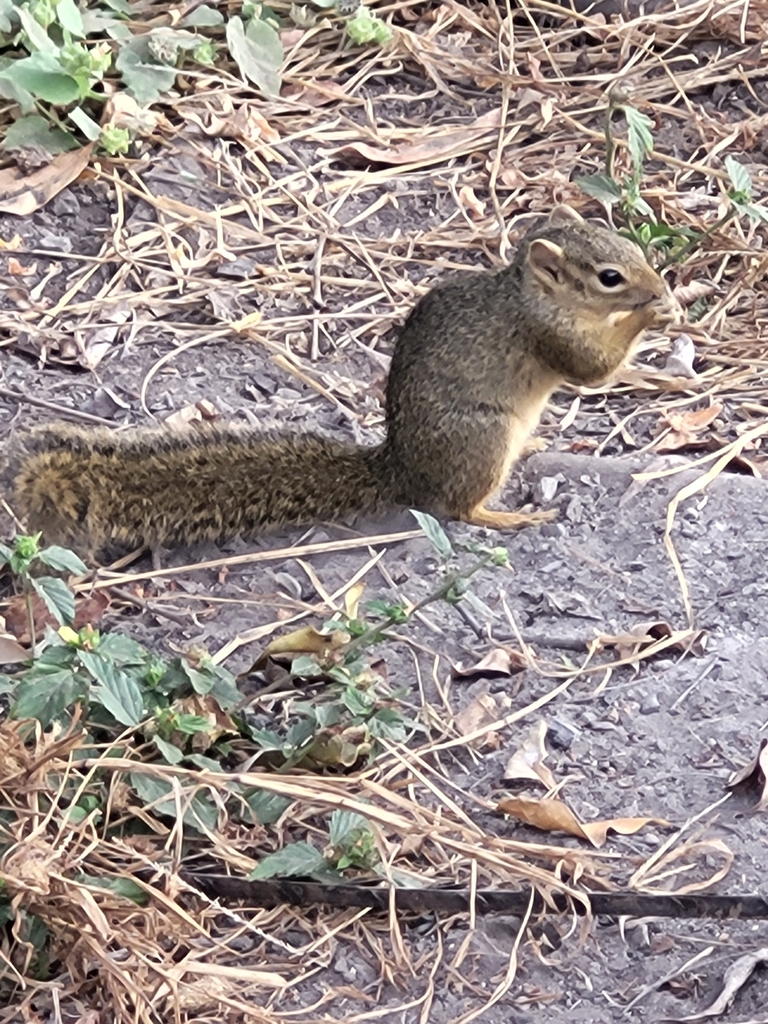 Ochre Bush Squirrel
