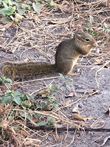Ochre Bush Squirrel