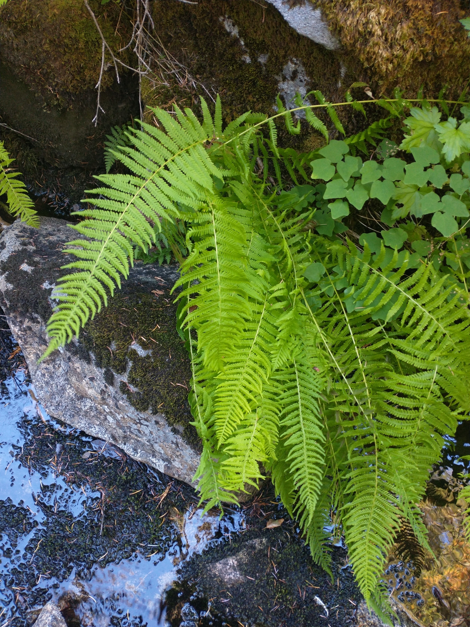 Amauropelta nevadensis