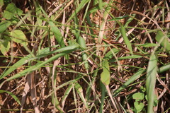 Eutropis longicaudata