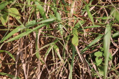 Eutropis longicaudata