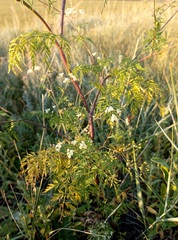 Sphallerocarpus gracilis