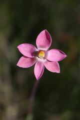 Thelymitra rubra