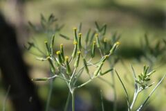 Senecio quadridentatus