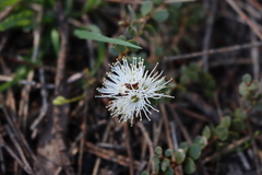 Kunzea pomifera
