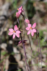 Thelymitra rubra