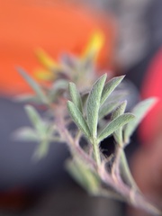 Dalea prostrata