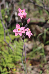 Thelymitra rubra