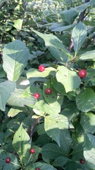Lonicera alpigena