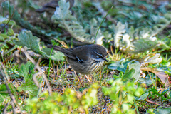 Sericornis maculatus