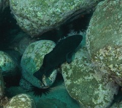 Epinephelus daemelii