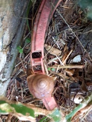 Gastropoda