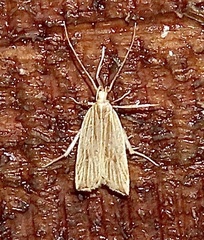 Helcystogramma hystricella