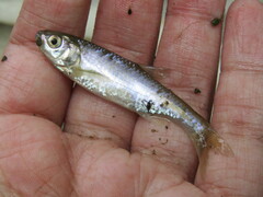 Cyprinella lutrensis