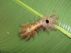 Hemileucinae